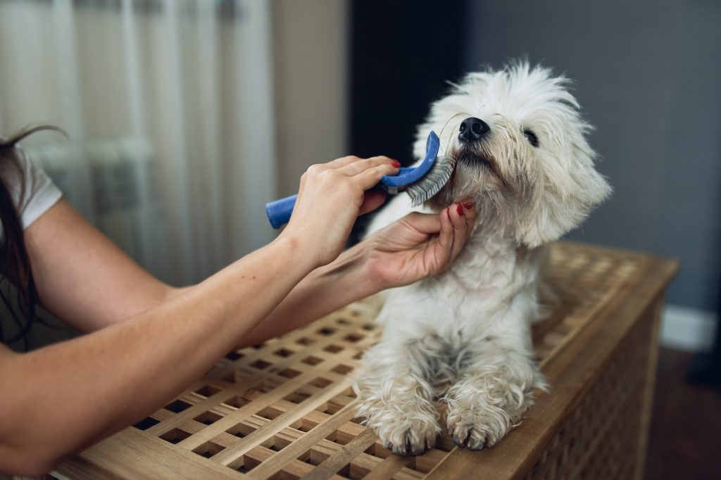 Cutting a dog with scissors. Grooming. Hands close-up.