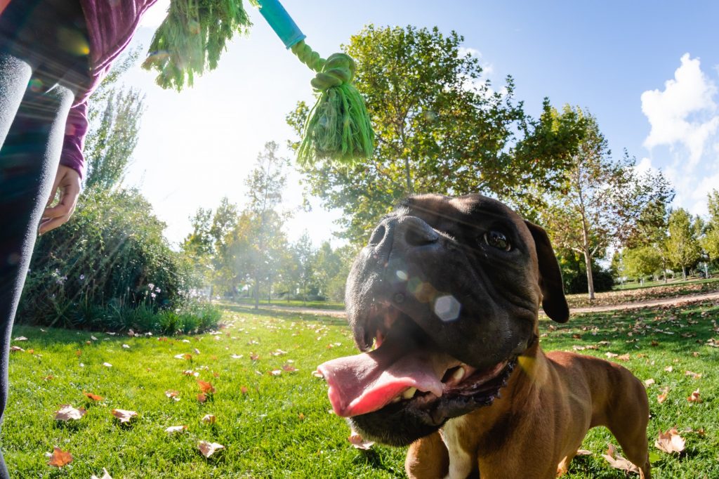 Woman training her dog in park